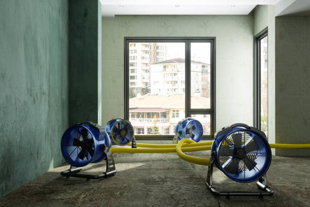 Best Basement water damage restoration  in Lexington, MI
